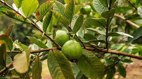 guava