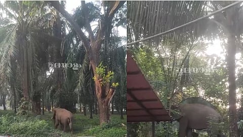 elephant arrives at Athirappilly police station, video