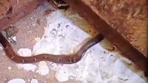 7th class student was bitten by a snake