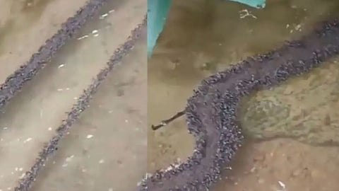 viral video ants made a bridge over a water body to cross it. 