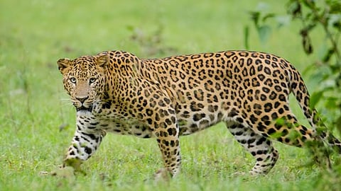 leopard on campus; Infosys employees in Mysuru asked to work from home