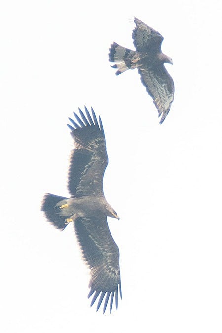 This time instead of beef, the hawk has a chicken party