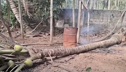 Five year oldboy dead in Perumbavoor after coconut tree falls