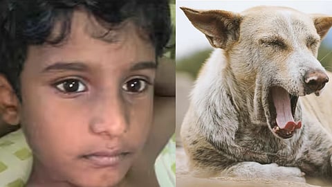 A child who was scared of a stray dog ​​fell into a well and died.