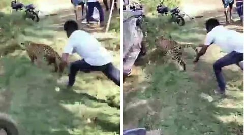 Viral: Man Grabs Leopard By Tail, Saves Villagers