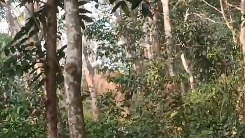 Wild elephants terrorize Kannur