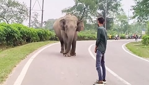 Angry elephant chases man video