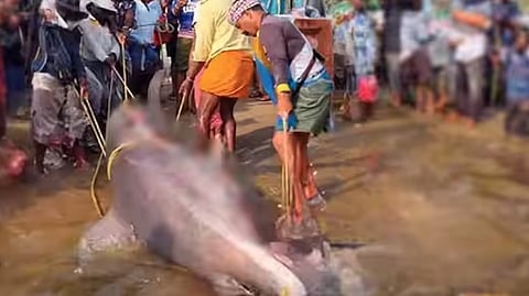 400 kg 'Achini shark' caught in bait; auctioned for Rs 80,000