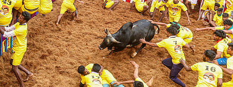 Jallikattu