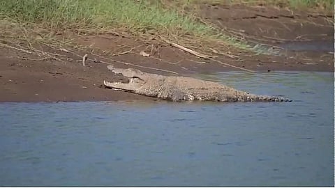 number of crocodiles is increasing in the Chalakudy river; locals are in fear