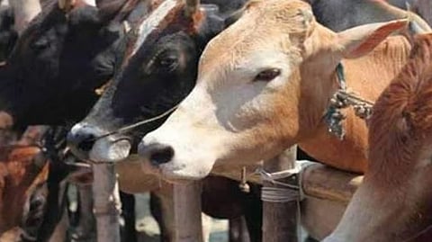 ഗര്‍ഭിണിയായ പശുവിന്റെ അകിട് വീണ്ടും  അറുത്തു; കിടാവിനെ പുറത്തെടുത്ത് വയലില്‍ തള്ളി