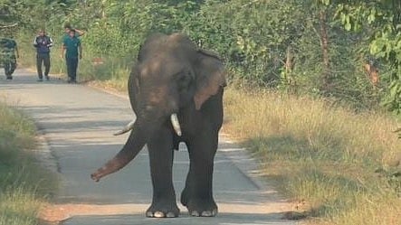  project to track movement of wild animals via radio in Madhya Pradesh