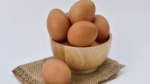 egg