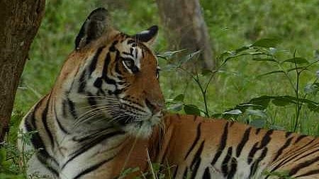 tiger attack wayanad