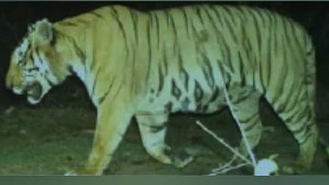 Search tiger to continue today; holiday for educational institutions today