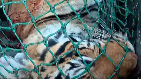 Tiger found dead in Wayanad