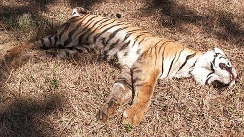 Two tigers found dead in Wayanad