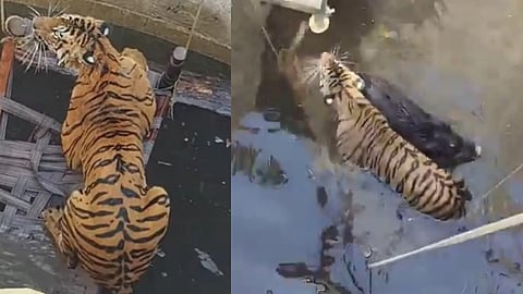 Tiger chases wild boar, both fall into well, rescue operation, video