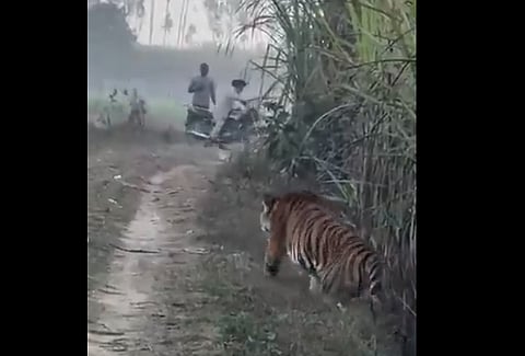 UP Farmer's Close Encounter With Tiger