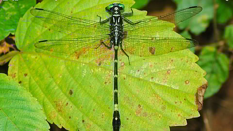 Two new species of butterflies discovered in the Western Ghats