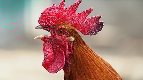 പ്രതീകാത്മക ചിത്രം