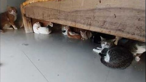 300 cats were found in a residential apartment in Pune's Marvel Bounty Society pmc notice