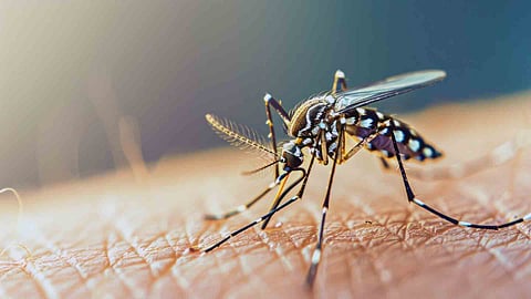  mosquito Image 