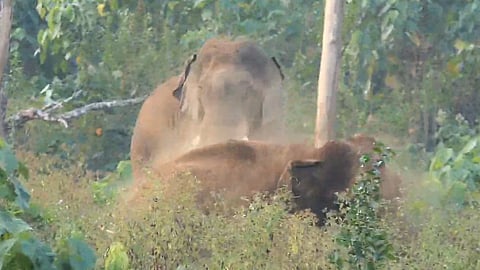 athirappilly injured elephant updation