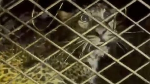 പുലിയെ പിടികൂടി കൂട്ടിലാക്കിയപ്പോൾ