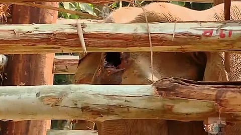 wound was from a clash with another elephant,brain also became infected; postmortem report shows that the head and trunk were covered in worms