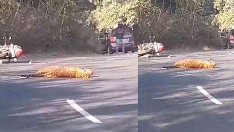 Bike hits leopard while crossing road; passenger falls on road and injured, video