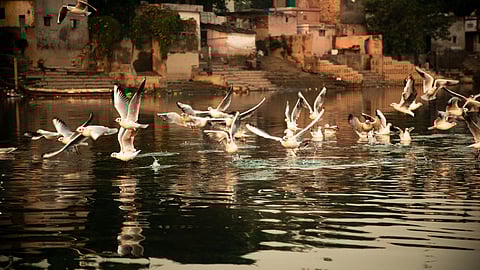 ദേശാടനപക്ഷികള്‍