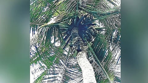 Kozhikode youths develop AI-powered coconut harvester Coco-bot; set to revolutionise farming