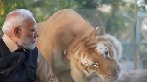 Prime Minister feeds milk to lion cub, spends time with animals, video goes viral