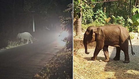 കരിക്കോട്ടക്കരിയില്‍ ഇറങ്ങിയ കാട്ടാന ചരിഞ്ഞു, അന്ത്യം മയക്കുവെടിവച്ച് ചികിത്സ നല്‍കുന്നതിനിടെ, വായില്‍ ഗുരുതര പരിക്ക്