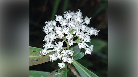 new plant kerala- ixora gadgiliana