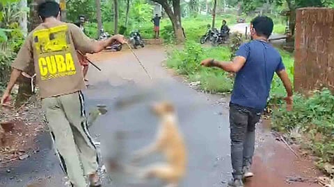 മുപ്പതോളം പേരെ കടിച്ചു, കണ്ണൂര്‍ ചക്കരക്കല്ലില്‍ ഭീതിപരത്തിയ തെരുവ് നായയെ കൊന്നു