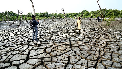 Vypeen, Mangrove Ecosystem