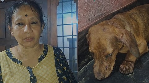 A leopard bites and drags pet dog away in front of family in Chalakudy again