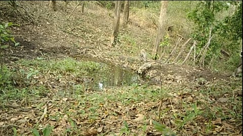 group of monkeys drinking water, the forest department set up a check dam in the forest - video