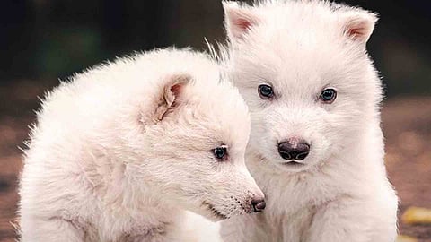 Dire wolf, extinct 12,500 years ago, reborn