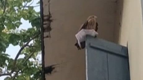 PSC hall ticket snatched by a hawk