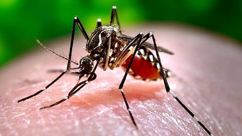chikungunya