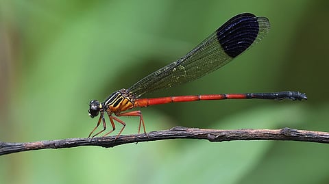 New damselfly