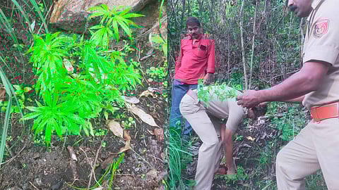 96 cannabis plants found on the banks of Chilanthiyar river in Munnar, investigation underway