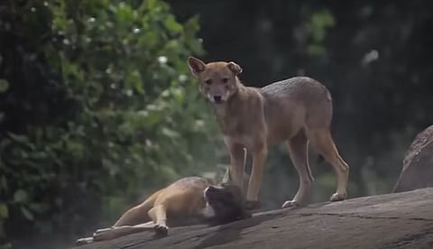 13 people have been bitten by jackal