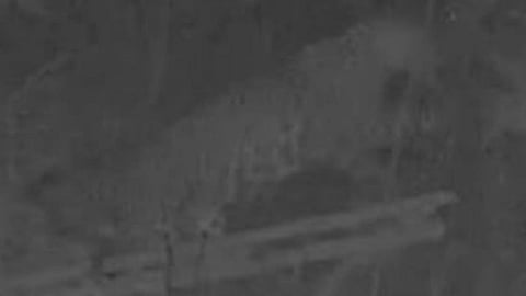 Footage of a leopard descending on Sultan Bathery