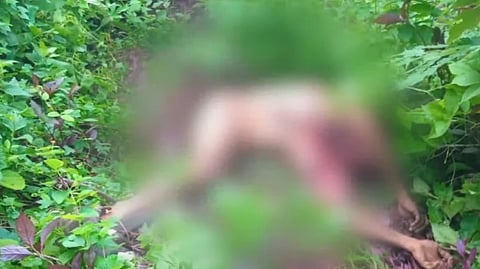 young man was killed by a leopard in Malappuram