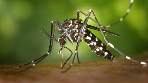 dengue fever