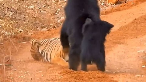 Mother bear confronts tiger